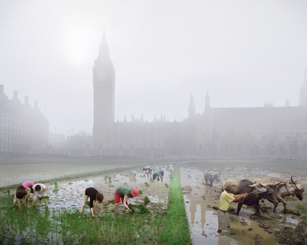 Parliament Square rice paddies