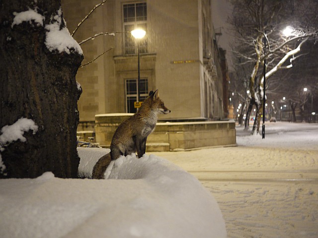 Лондон. Снег