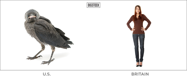 britain_us_bird