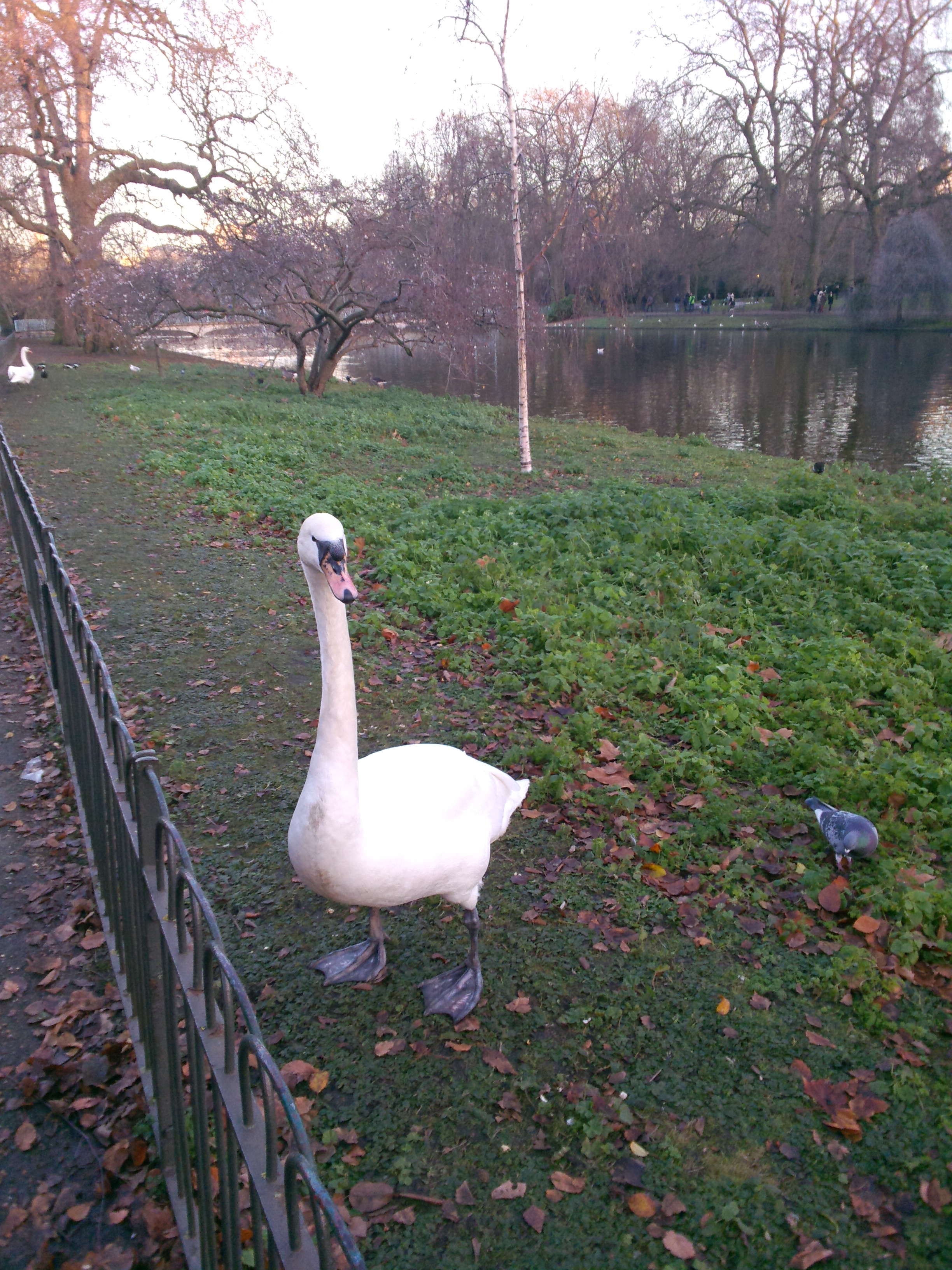 Мешканець лондонського парку