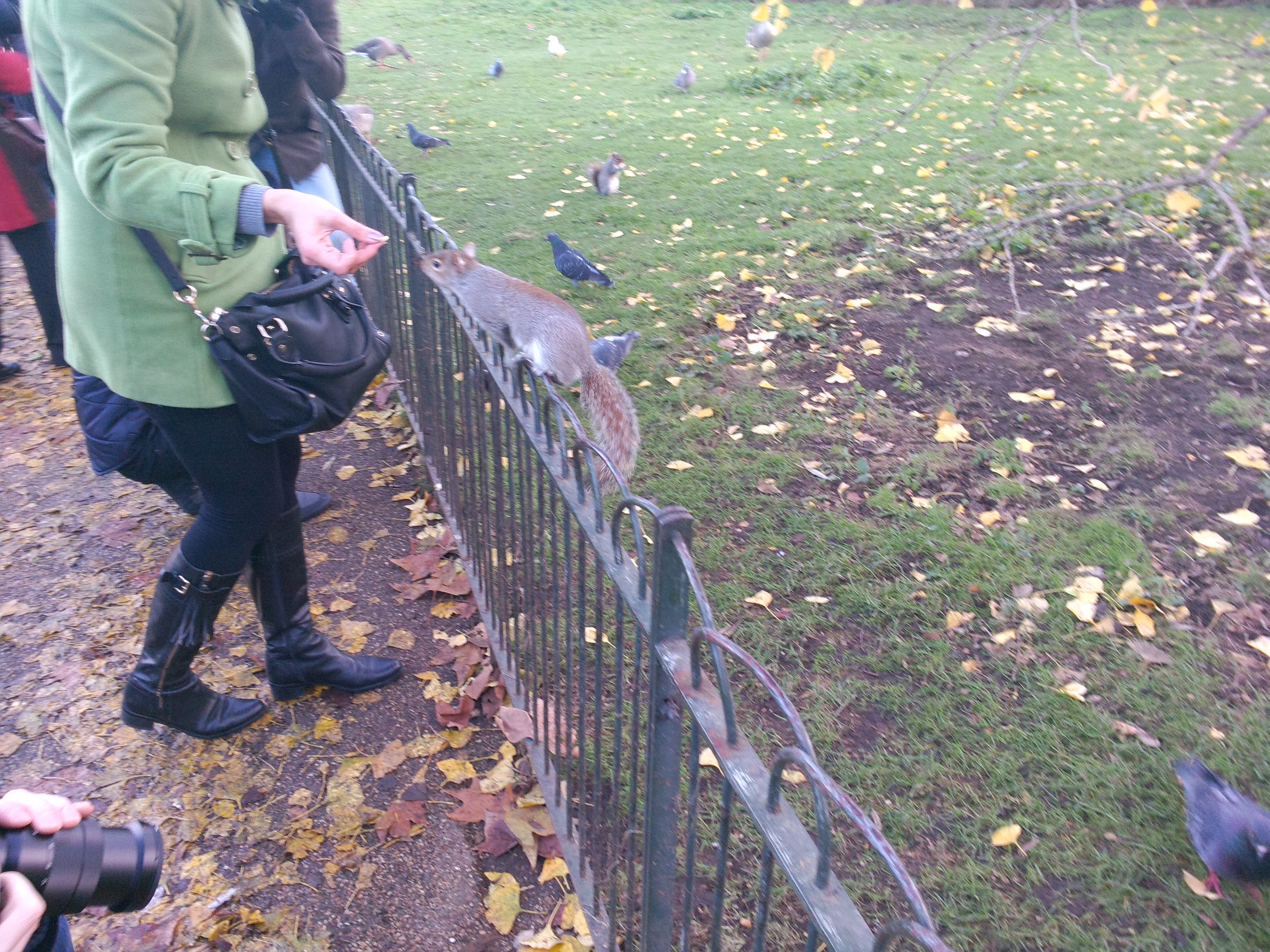 Тварини в центральних парках Лондона легко контактують з людьми